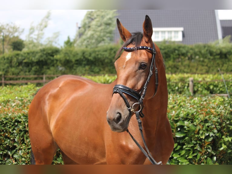 Iers volbloed Merrie 4 Jaar 163 cm Bruin in Wijk en Aalburg