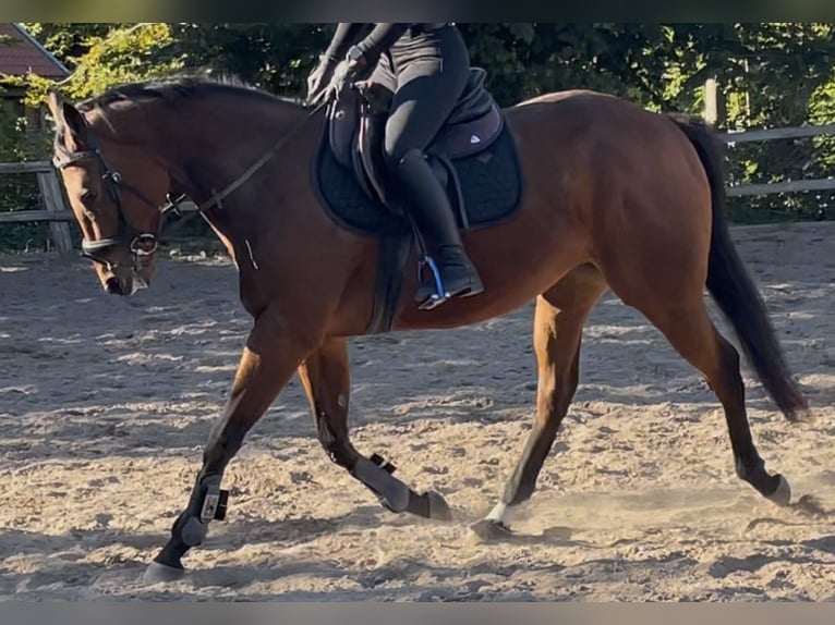 Iers volbloed Merrie 5 Jaar 154 cm Bruin in Lensahn