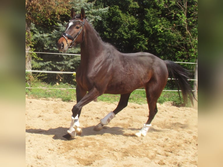 Iers volbloed Merrie 5 Jaar 158 cm Donkerbruin in Velpke