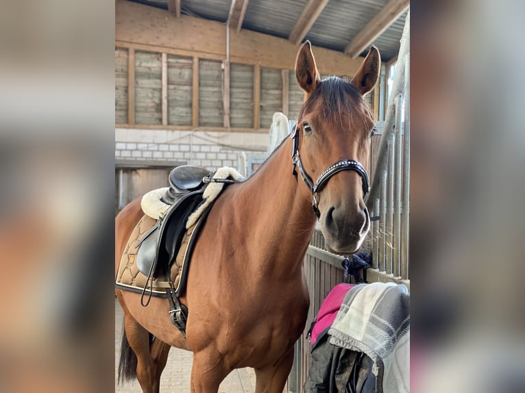 Iers volbloed Merrie 5 Jaar 160 cm Bruin in Radevormwald