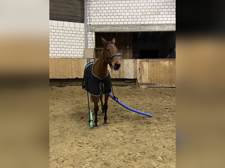 Iers volbloed Merrie 5 Jaar 160 cm Bruin in Radevormwald