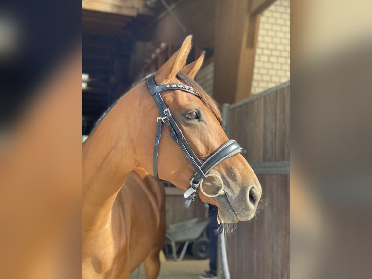 Iers volbloed Merrie 5 Jaar 160 cm Bruin in Radevormwald