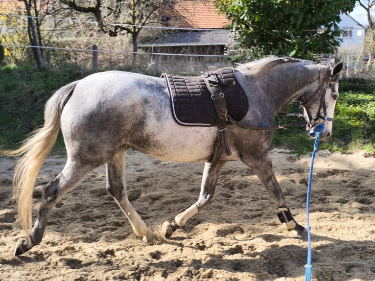 Iers volbloed Merrie 5 Jaar 165 cm Schimmel in Homberg (Efze)