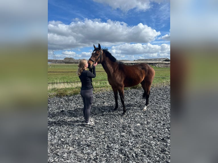 Iers volbloed Merrie 6 Jaar 160 cm Bruin in Gasselternijveen
