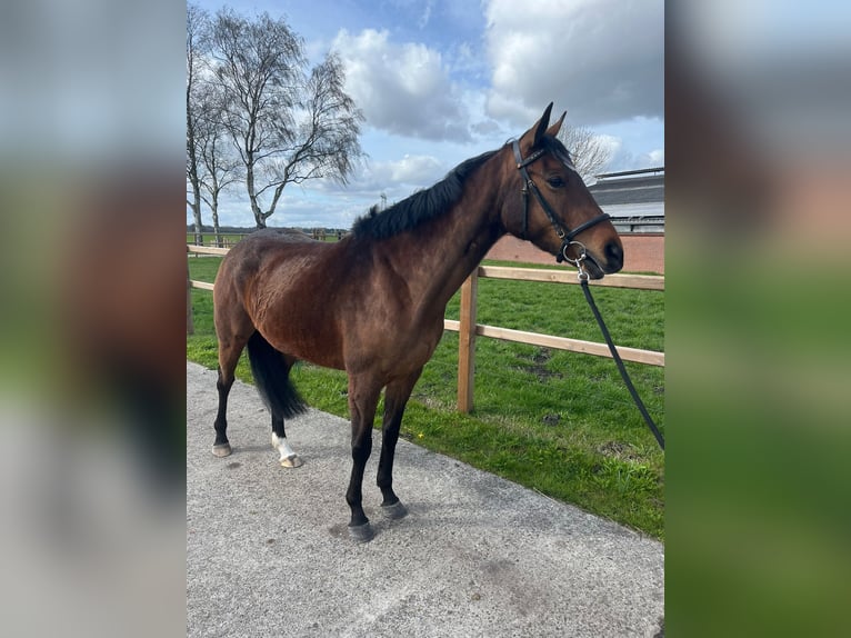 Iers volbloed Merrie 6 Jaar 160 cm Bruin in Gasselternijveen