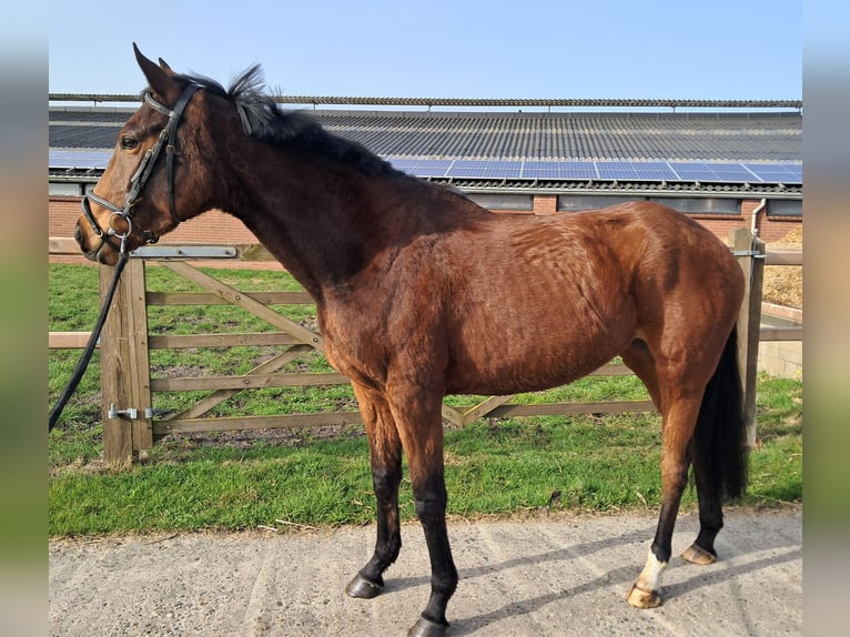 Iers volbloed Merrie 6 Jaar 160 cm Bruin in Gasselternijveen