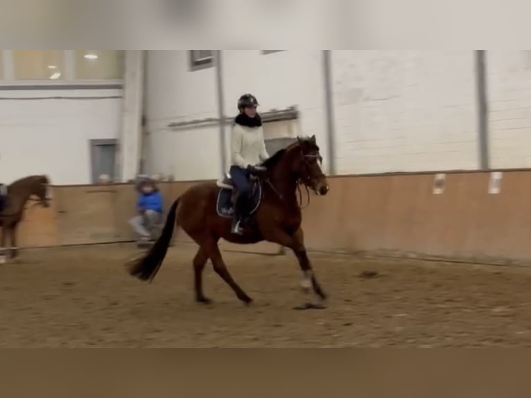 Iers volbloed Merrie 6 Jaar 160 cm Bruin in Grevenbroich