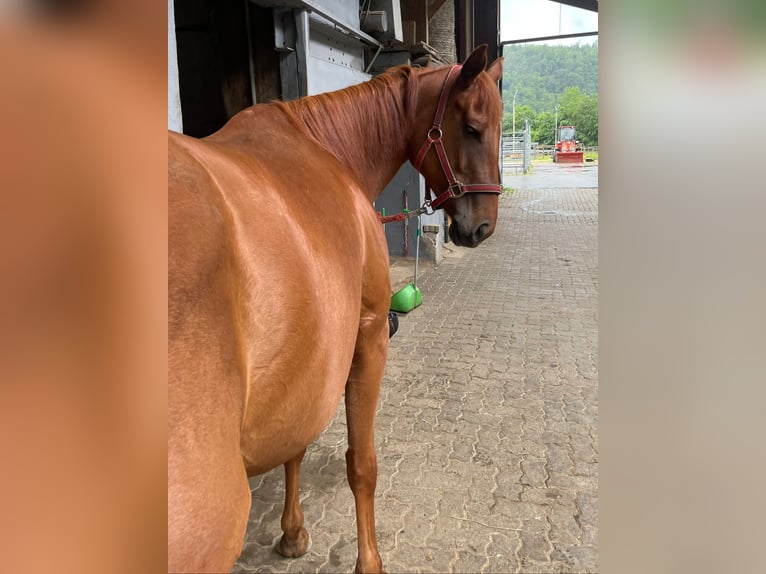 Iers volbloed Merrie 6 Jaar 160 cm Vos in Wallmenroth