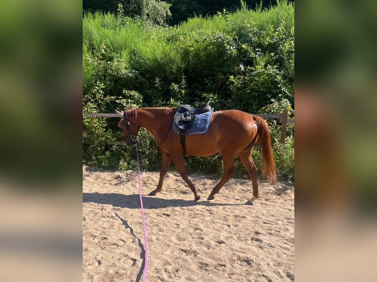 Iers volbloed Merrie 6 Jaar 160 cm Vos in Wallmenroth