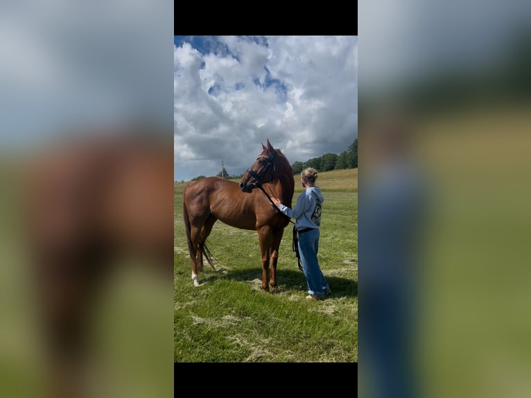 Iers volbloed Merrie 6 Jaar 160 cm Vos in Taucha