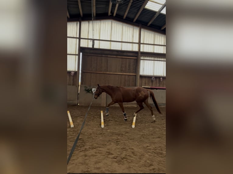 Iers volbloed Merrie 6 Jaar 160 cm Vos in Taucha