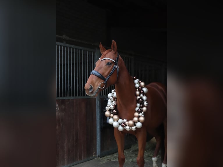 Iers volbloed Merrie 6 Jaar 160 cm Vos in Taucha