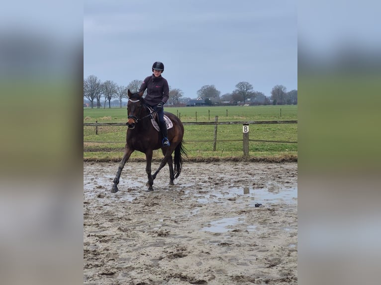 Iers volbloed Merrie 6 Jaar 163 cm Bruin in Beltrum