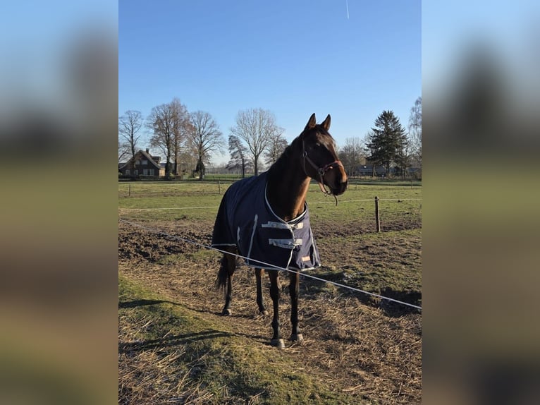 Iers volbloed Merrie 6 Jaar 163 cm Bruin in Beltrum