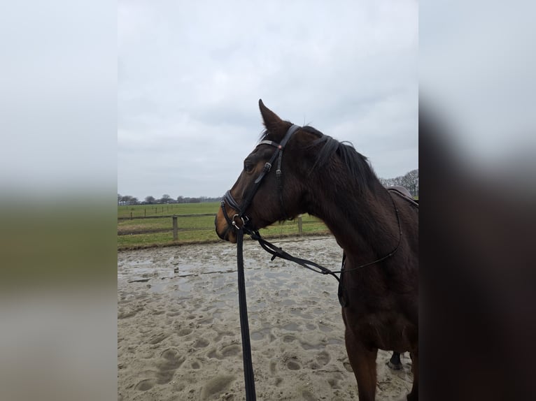 Iers volbloed Merrie 6 Jaar 163 cm Bruin in Beltrum