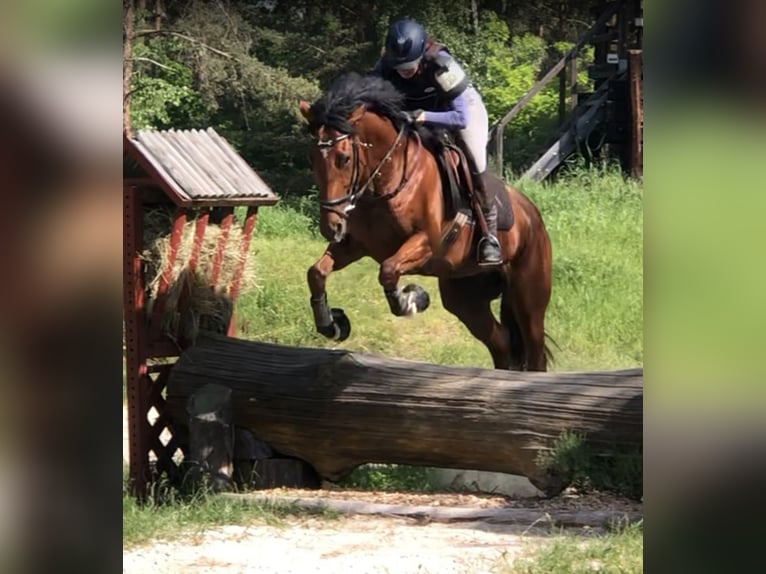 Iers volbloed Merrie 6 Jaar 168 cm Bruin in Mainbernheim