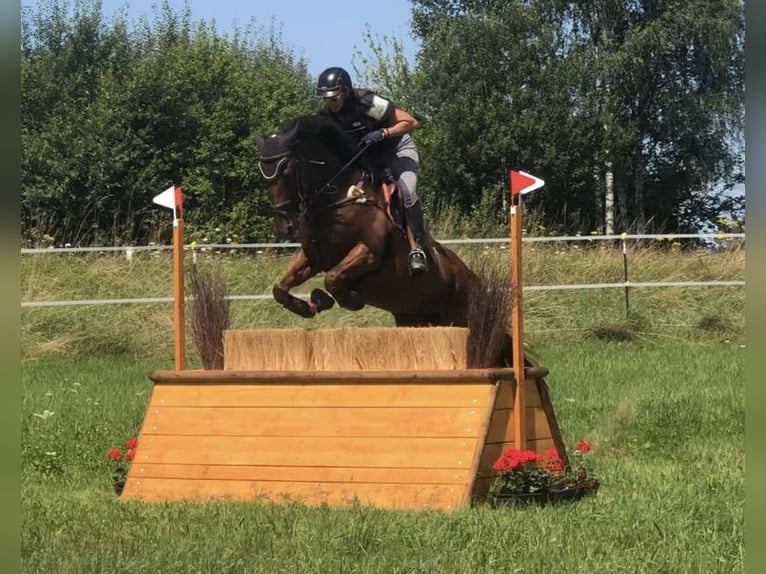 Iers volbloed Merrie 6 Jaar 168 cm Bruin in Mainbernheim