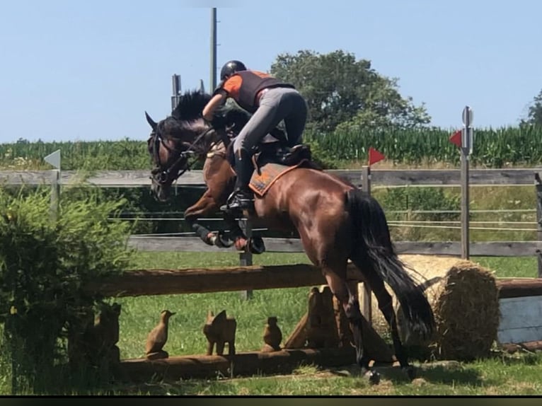 Iers volbloed Merrie 6 Jaar 168 cm Bruin in Mainbernheim