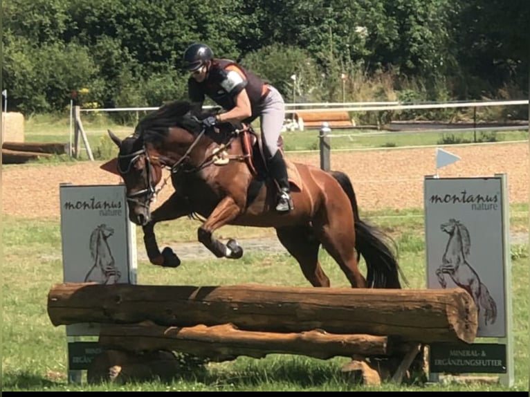 Iers volbloed Merrie 6 Jaar 168 cm Bruin in Mainbernheim