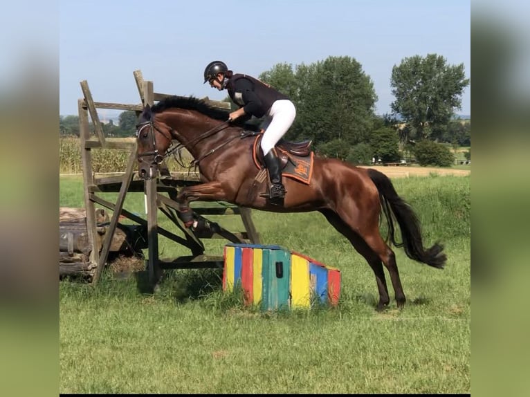 Iers volbloed Merrie 6 Jaar 168 cm Bruin in Mainbernheim