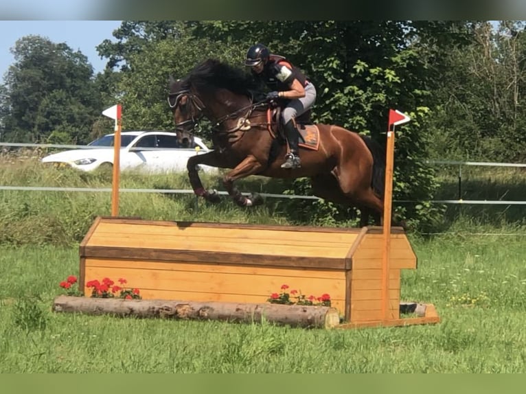 Iers volbloed Merrie 6 Jaar 168 cm Bruin in Mainbernheim