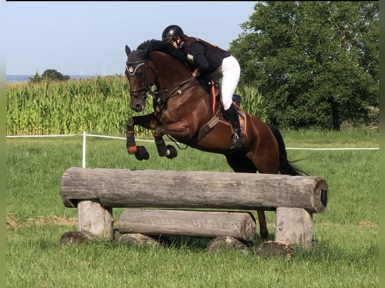 Iers volbloed Merrie 6 Jaar 168 cm Bruin in Mainbernheim