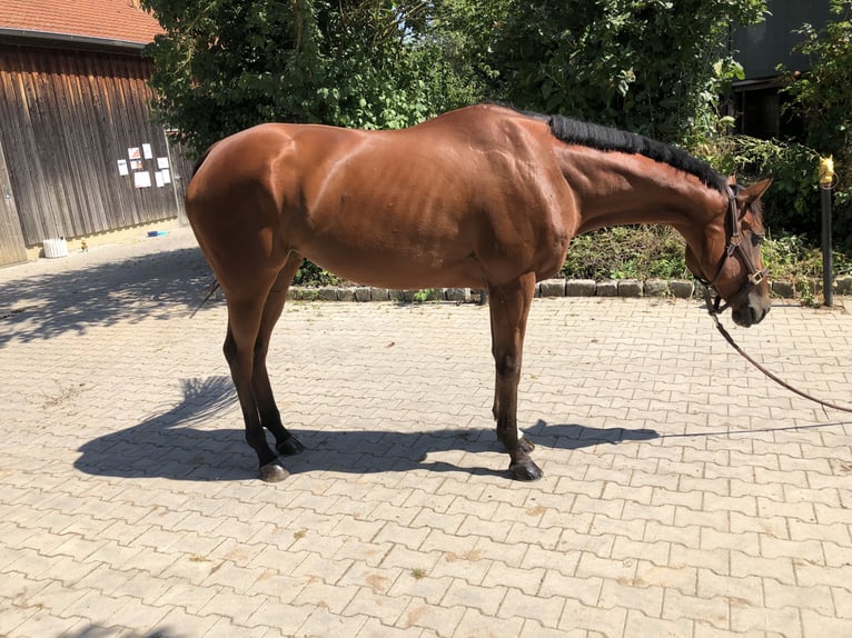 Iers volbloed Merrie 6 Jaar 168 cm Bruin in Mainbernheim