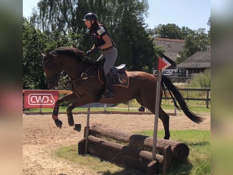 Iers volbloed Merrie 6 Jaar 168 cm Bruin in Mainbernheim