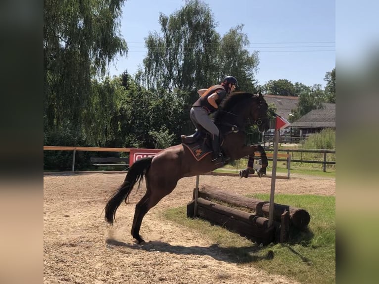 Iers volbloed Merrie 6 Jaar 168 cm Bruin in Mainbernheim