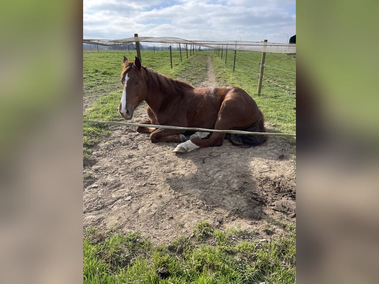 Iers volbloed Mix Merrie 6 Jaar 168 cm Vos in Ronse