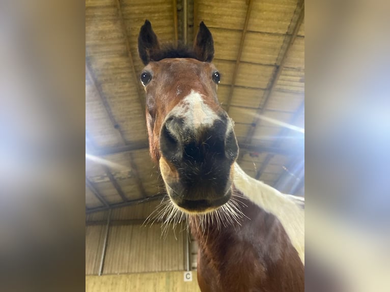 Iers volbloed Merrie 7 Jaar 150 cm Gevlekt-paard in D&#xFC;ren