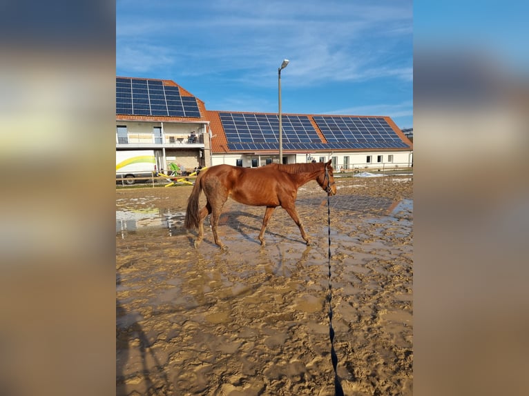 Iers volbloed Merrie 7 Jaar 154 cm Vos in Gro&#xDF; Quenstedt