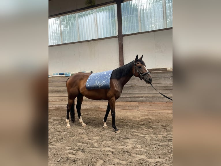 Iers volbloed Merrie 7 Jaar 155 cm Bruin in Standenb&#xFC;hl