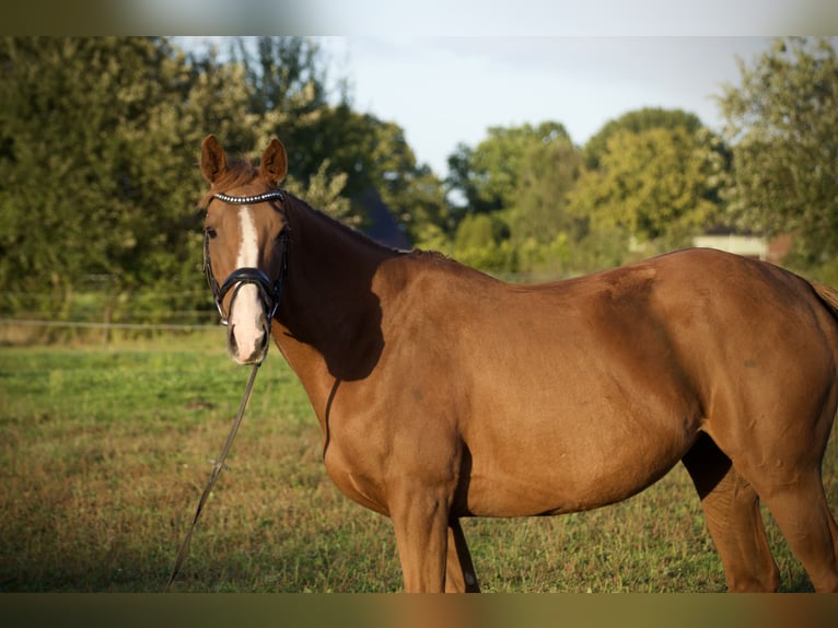 Iers volbloed Merrie 7 Jaar 155 cm Vos in Tornesch