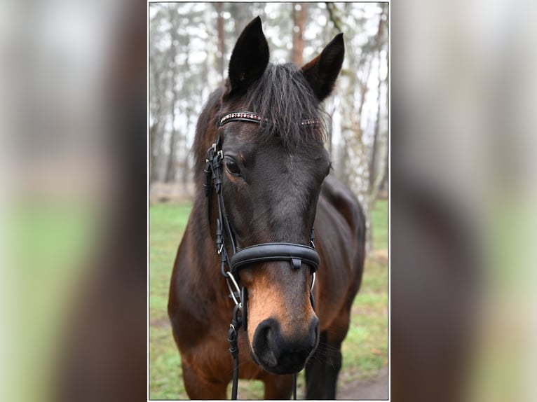 Iers volbloed Merrie 7 Jaar 160 cm Donkerbruin in Gifhorn