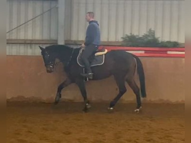 Iers volbloed Merrie 7 Jaar 160 cm Donkerbruin in Elze Esbeck