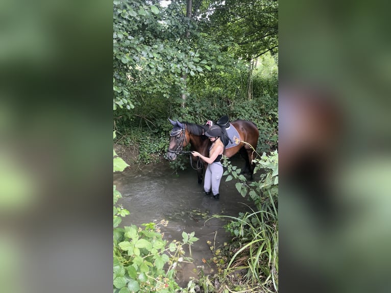 Iers volbloed Merrie 7 Jaar 165 cm Donkerbruin in Kämpfelbach