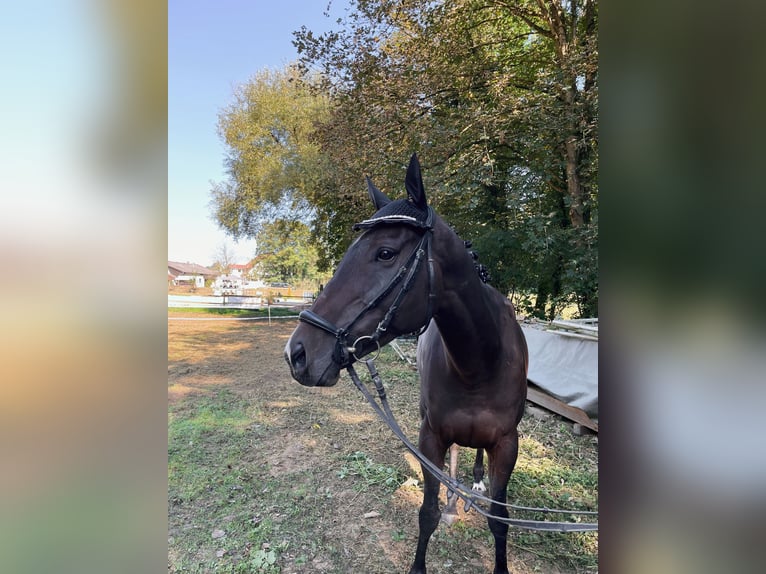 Iers volbloed Merrie 7 Jaar 165 cm Donkerbruin in Kämpfelbach