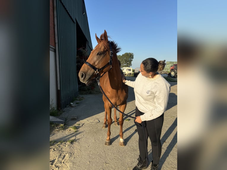 Iers volbloed Merrie 7 Jaar 167 cm Donkere-vos in Koewacht