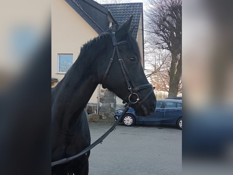 Iers volbloed Merrie 7 Jaar 168 cm Donkerbruin in Leopoldshöhe