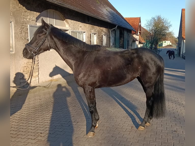 Iers volbloed Merrie 7 Jaar 168 cm Donkerbruin in Leopoldshöhe