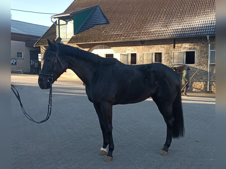 Iers volbloed Merrie 7 Jaar 168 cm Donkerbruin in Leopoldshöhe