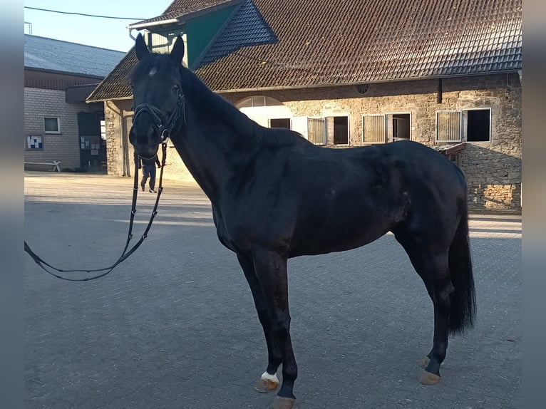 Iers volbloed Merrie 7 Jaar 168 cm Donkerbruin in Leopoldshöhe