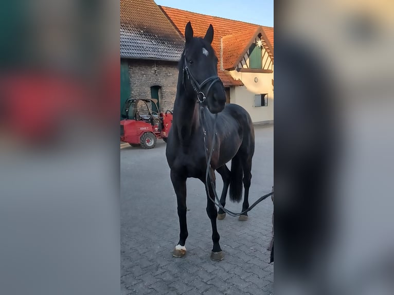 Iers volbloed Merrie 7 Jaar 168 cm Donkerbruin in Leopoldshöhe