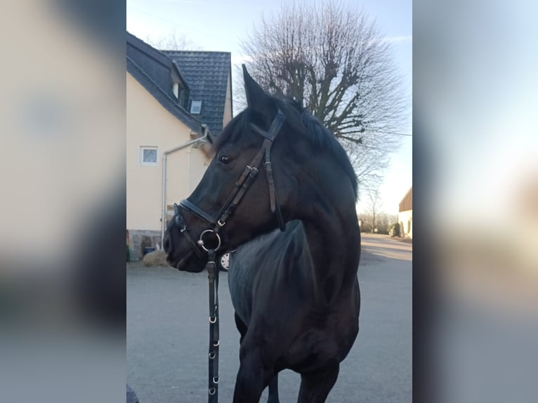 Iers volbloed Merrie 7 Jaar 168 cm Donkerbruin in Leopoldshöhe