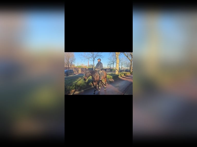 Iers volbloed Merrie 7 Jaar Bruin in Rotterdam