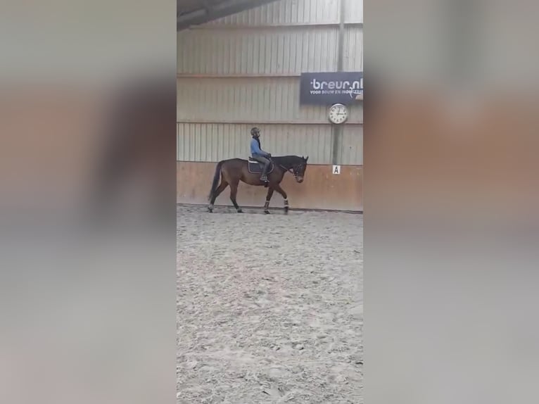 Iers volbloed Merrie 7 Jaar Bruin in Rotterdam