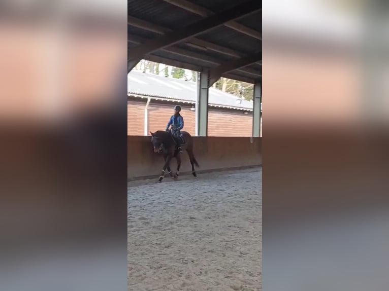 Iers volbloed Merrie 7 Jaar Bruin in Rotterdam