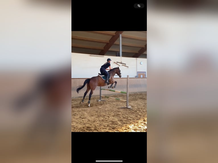 Iers volbloed Merrie 8 Jaar 160 cm Bruin in Hemau