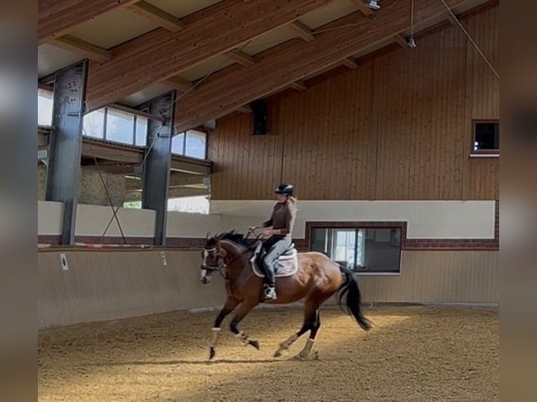 Iers volbloed Merrie 8 Jaar 160 cm Bruin in Hemau